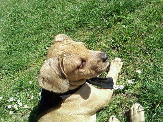 Bullmastiff Hunde Foto 41929 in höherer Auflösung ansehen Bullmastiff
