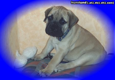 Bullmastiff Hunde Foto 5492 Bullmastiff