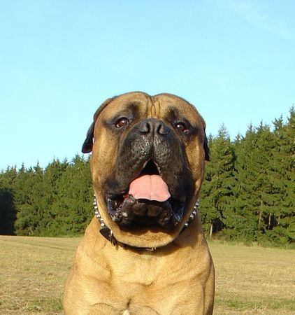Bullmastiff Hunde Foto 34582 Bullmastiff Toller Spätsommertag