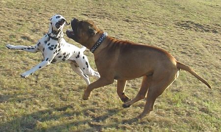 Bullmastiff Hunde Foto 34580 Bullmastiff Toller Tag wieder....