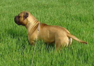 Bullmastiff Hunde Foto 31288 Bullmastiff Bullmastiff (14 Monate alt) genießt das erste Grün im Jahr 2006