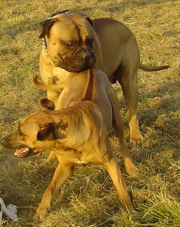 Bullmastiff Hunde Foto 34581 Bullmastiff Was ist denn das für ein Strich???