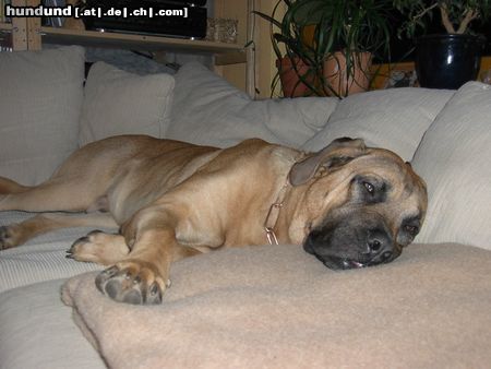 Bullmastiff Hunde Foto 8600 Bullmastiff Unser kleiner Nemo