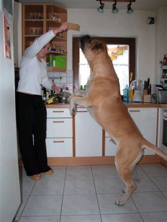 Bullmastiff bin ein bissi gross geworden 