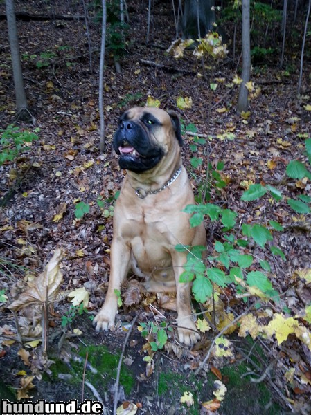 Bullmastiff Martha del Paese beim Waldspaziergang