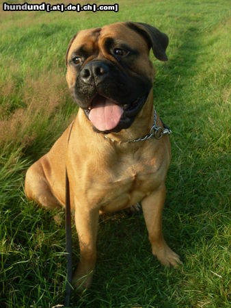 Bullmastiff Debby