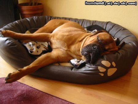 Bullmastiff Hunde Foto 26676 Bullmastiff Der Tag danach .... Bandits 1. Geburtstag