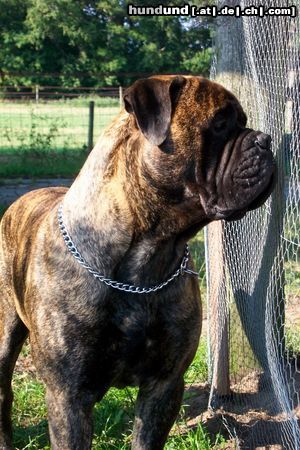 Bullmastiff Hunde Foto 4358 Bullmastiff Ballantine of the Mellow Merit