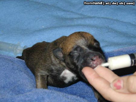 Bullmastiff Hunde Foto 4005 Bullmastiff mmmmmmmmm ist das gut
