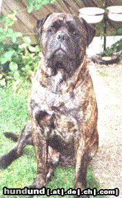 Bullmastiff Hunde Foto 16833 Bullmastiff teddy bear