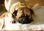 Bullmastiff Hunde Foto 6680 Bullmastiff