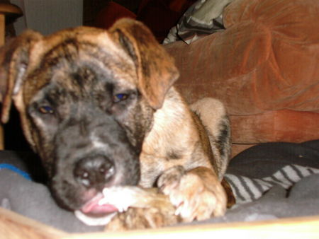 Bullmastiff Hunde Foto 36313 Bullmastiff kurt mit 13wochen