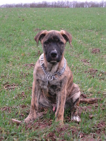 Bullmastiff Hunde Foto 36346 Bullmastiff kurt 13,5 wochen