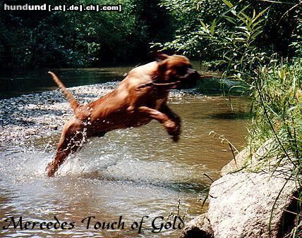 Bullmastiff Hunde Foto 9686 Bullmastiff .....noch mehr Mighty mate`s ....