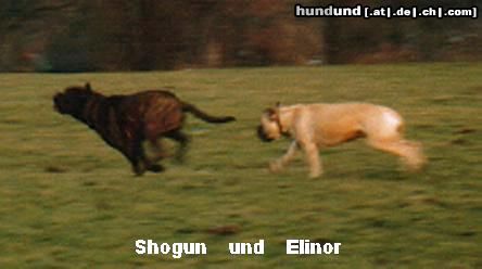 Bullmastiff Hunde Foto 9687 Bullmastiff .....noch mehr Mighty mate`s ....