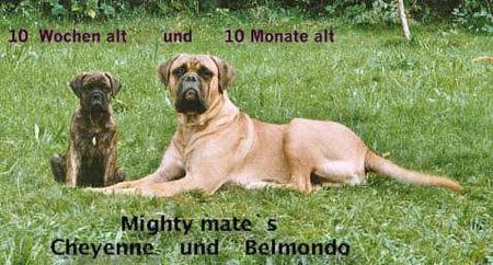 Bullmastiff Hunde Foto 1305 Bullmastiff Belmondo und Cheyenne