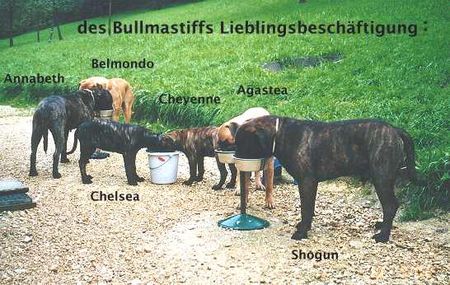 Bullmastiff Hunde Foto 1307 Bullmastiff