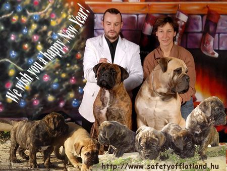 Bullmastiff Hunde Foto 36189 in höherer Auflösung ansehen Bullmastiff puppies available in January