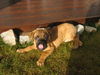 Bullmastiff Hund