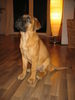 Bullmastiff Foto: Paul mit 14 Wochen, 43 cm und 13 kg (ID 40972) Bullmastiff Hund