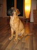 Bullmastiff Hund