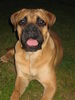 Bullmastiff Hund