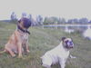 Bullmastiff Foto: Paul und erna (ID 28157) Bullmastiff Hund