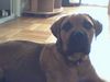 Bullmastiff Foto: Büdde, Büdde ein keksi (ID 32619) Bullmastiff Hund