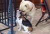 Bullmastiff Foto: Kuscheln macht Spaß!!! (ID 32924) Bullmastiff Hund
