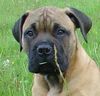 Bullmastiff Foto: 12 Wochen alt (ID 21476) Bullmastiff Hund