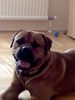 Bullmastiff Hund