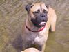 Bullmastiff Foto: Bullmastiff Korona Csacsacsa (ID 7300) Bullmastiff Hund