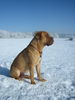 Bullmastiff Foto: Winterspaziergang (ID 28449) Bullmastiff Hund