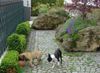 Bullmastiff Foto: Spiel unter Freunden (ID 20580) Bullmastiff Hund