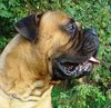 Bullmastiff Foto: Bullmastiff 18 Monate alt (ID 34064) Bullmastiff Hund