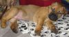 Bullmastiff Foto: Bandit von Hazienda High Chapperal 3 Monate (ID 22065) Bullmastiff Hund