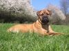 Bullmastiff Foto: Mein erster Frühling ..... Bandit von Hazienda High Chapperal 5 Monate (ID 22064) Bullmastiff Hund