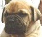 Bullmastiff Foto: 4 Wochen alt (ID 19746) Bullmastiff Hund