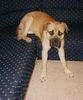 Bullmastiff Foto: mir gehts echt gut (ID 5494) Bullmastiff Hund