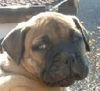 Bullmastiff Foto: 6 Wochen alt (ID 20059) Bullmastiff Hund
