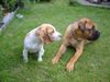 Bullmastiff Foto: Bandit und Rose (6 Monate) (ID 26677) Bullmastiff Hund