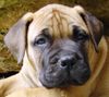 Bullmastiff Foto: 8 Wochen alt (ID 20579) Bullmastiff Hund