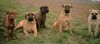 Bullmastiff Foto: .....noch mehr Mighty mate`s .... (ID 9685) Bullmastiff Hund