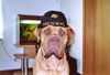 Bullmastiff Foto: Portos, born to be wild (ID 24838) Bullmastiff Hund
