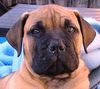 Bullmastiff Foto: 9 Wochen alt (ID 20666) Bullmastiff Hund