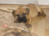 Bullmastiff Foto: Aileen 8 Wo. unser A Wurf (ID 36587) Bullmastiff Hund