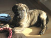 Bullmastiff Foto: Amidala 8 Wo. unser A Wurf (ID 36588) Bullmastiff Hund