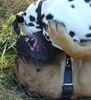 Bullmastiff Foto: Rauhes Spiel, aber immer freundschaftlich.... (ID 34578) Bullmastiff Hund