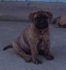 Bullmastiff Hund