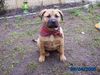 Bullmastiff Foto: hallo ich bin leika ein boxermix,und grade mal stolze 4 mon. (ID 21266) Bullmastiff Hund